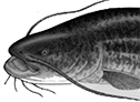 Silurus glanis_claves.jpg